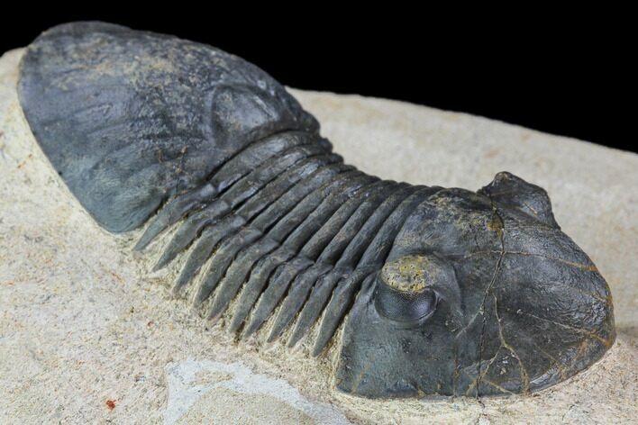 Paralejurus Trilobite Fossil - Foum Zguid, Morocco #108492